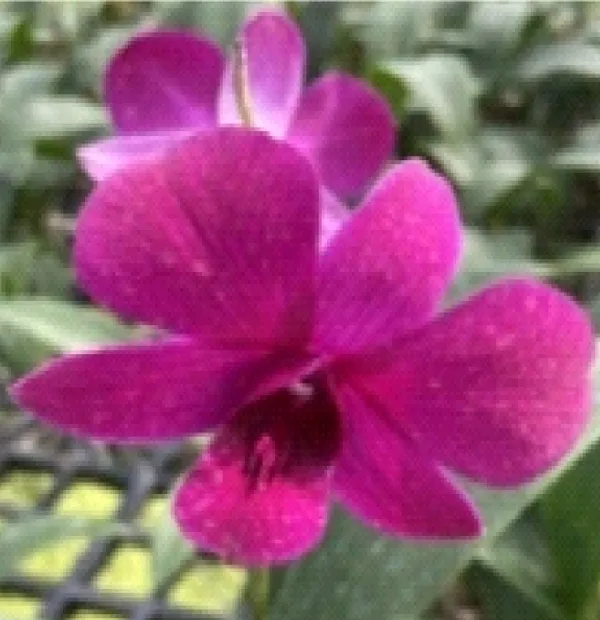 Dendrobium_Jacqueline_concert_(medium_size)